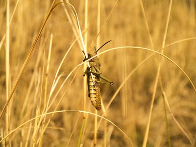 Pest agriculture bug
