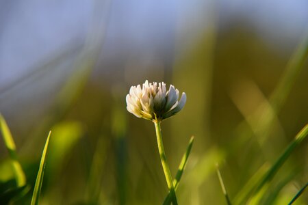 Meadow nature macro