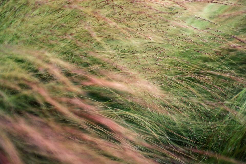Field grass hayfield