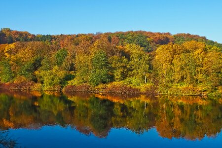 Trees landscape forest photo