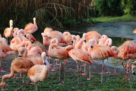 Color feather flamingo