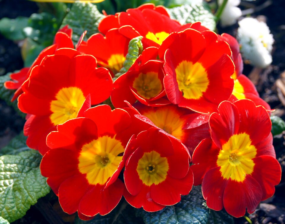 Spring red flowers nature