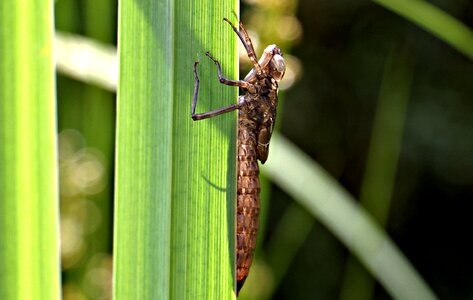 Dragonfly in the cocoon nature pond photo