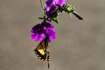 Nature colorful purple