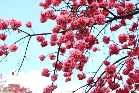 Dali cherry blossom spring