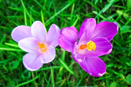 Spring flower blossom bloom