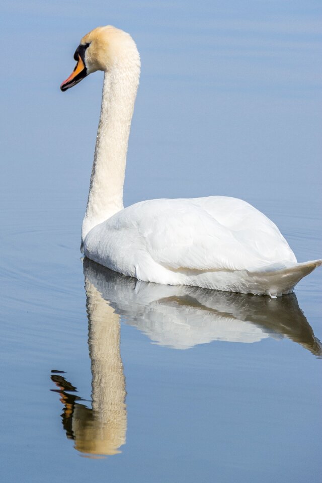 Wildlife tranquil lake