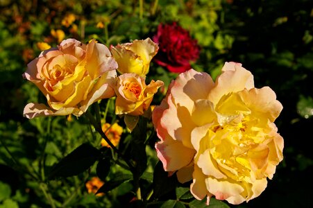 Rose garden nature garden