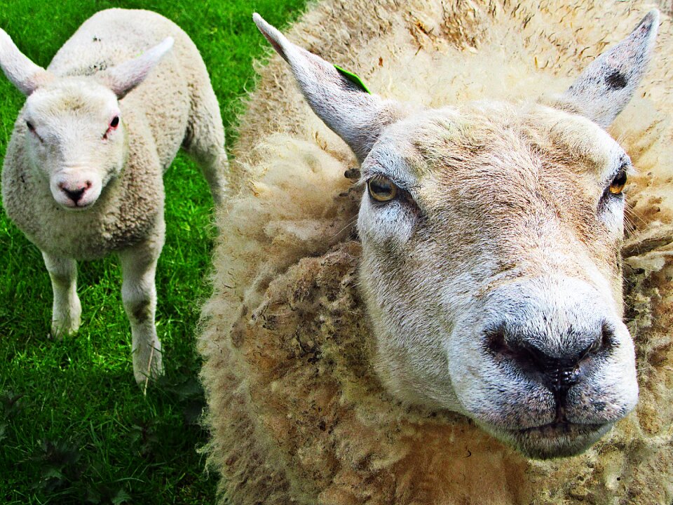Animals meadow green
