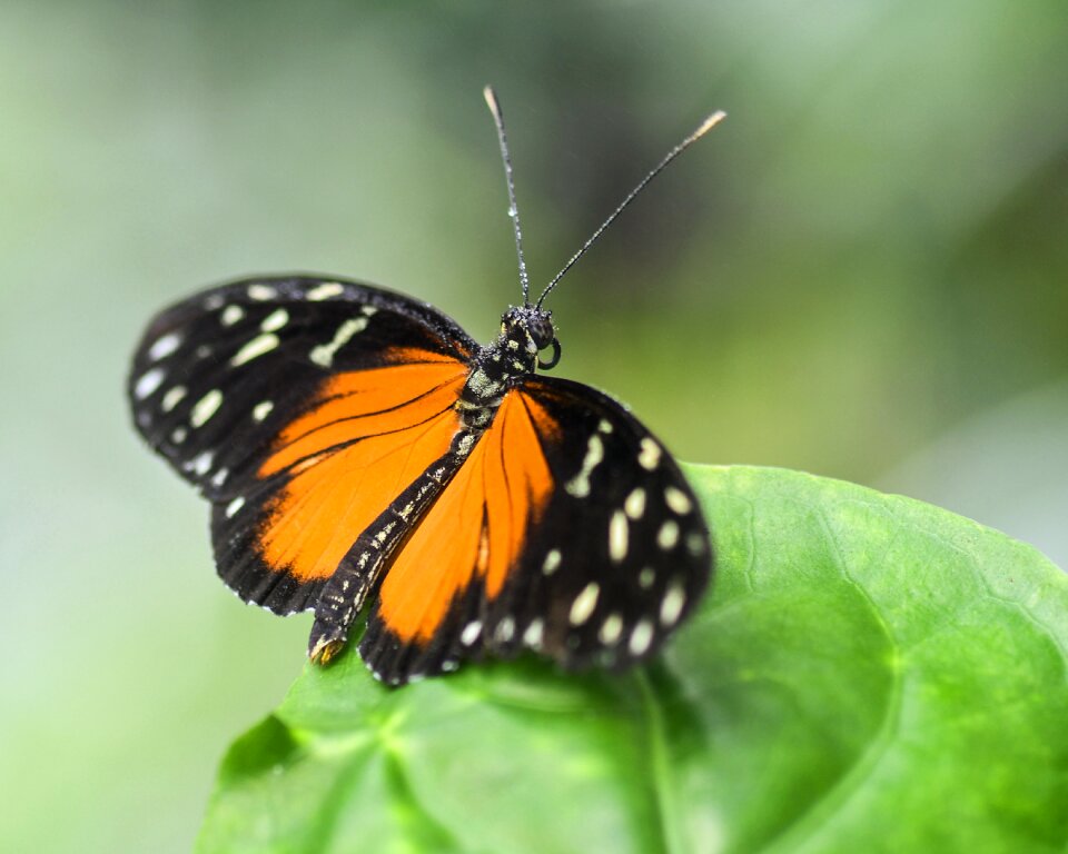 Exotic hécalé heliconius hecale photo