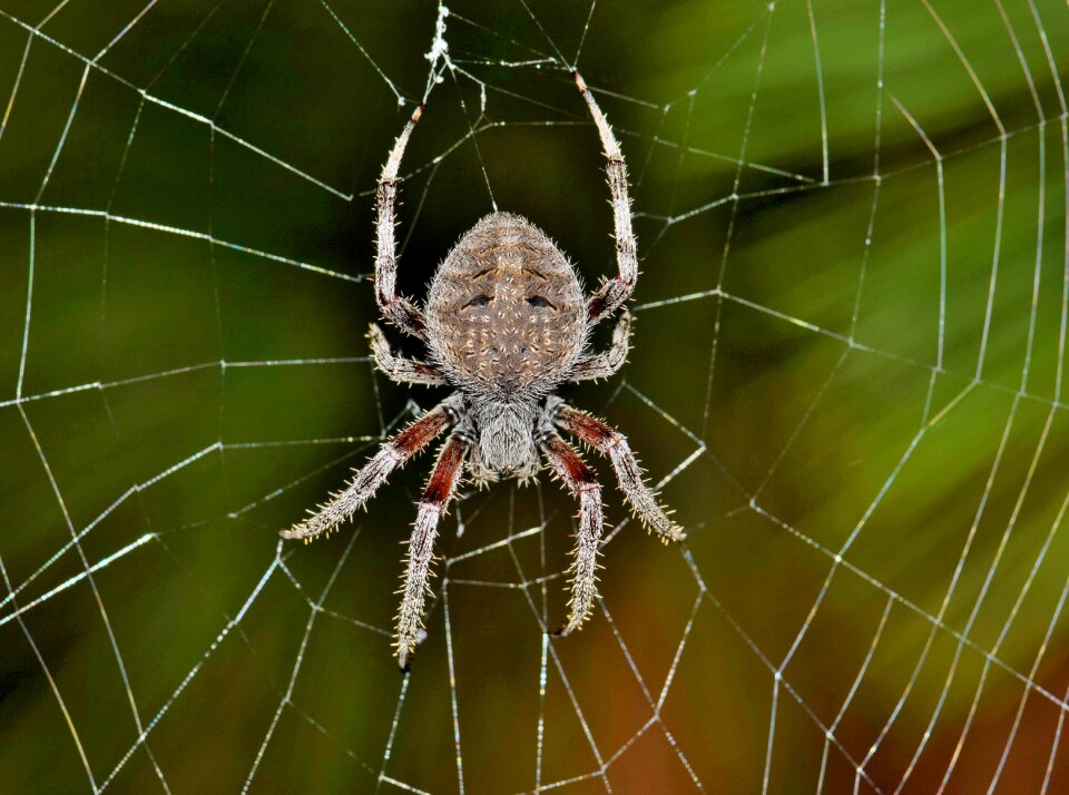 Web webbed trap photo