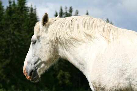 White horse horse head summer photo