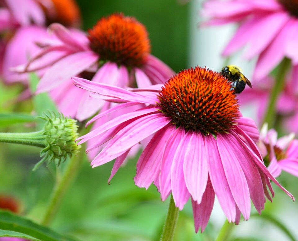 Flower color bug