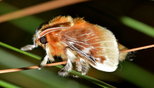 Brown moth furry moth furry