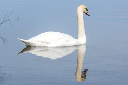 Wildlife tranquil lake