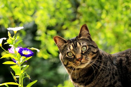 Spring pet feline