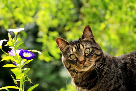 Spring pet feline photo