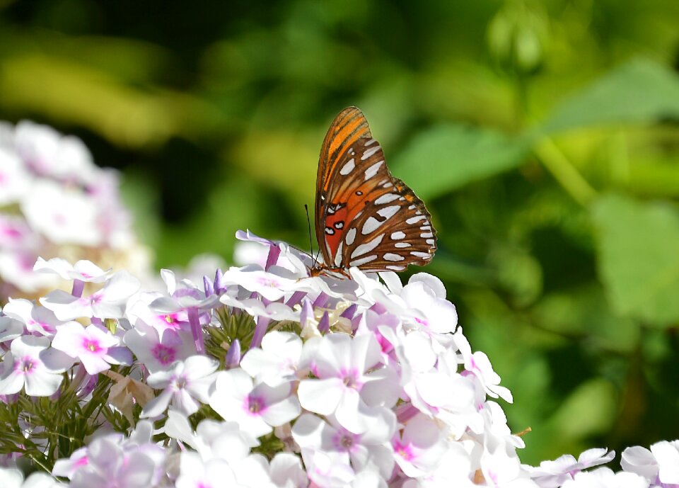 Summer elegance natural