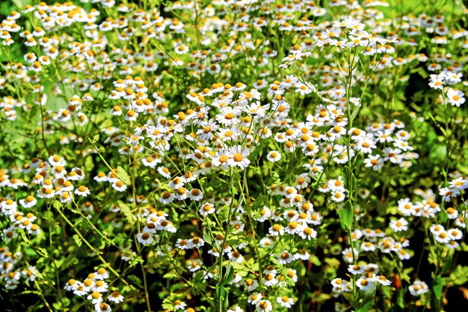 Flowers bloom nature