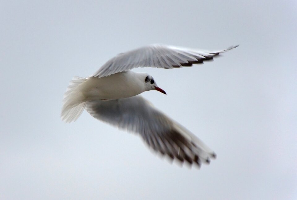 Water bird close up flying