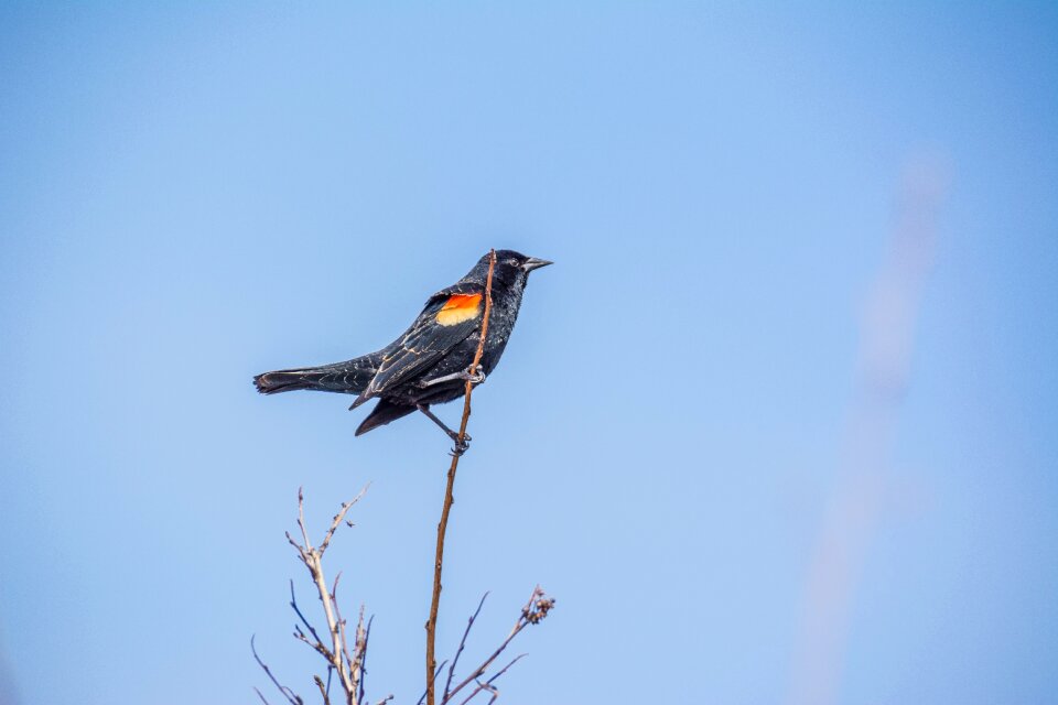 Beak feather perched