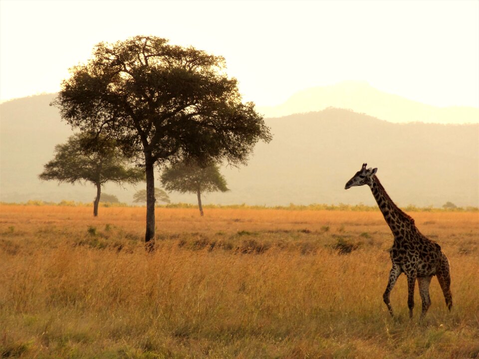 National park wilderness wild animal