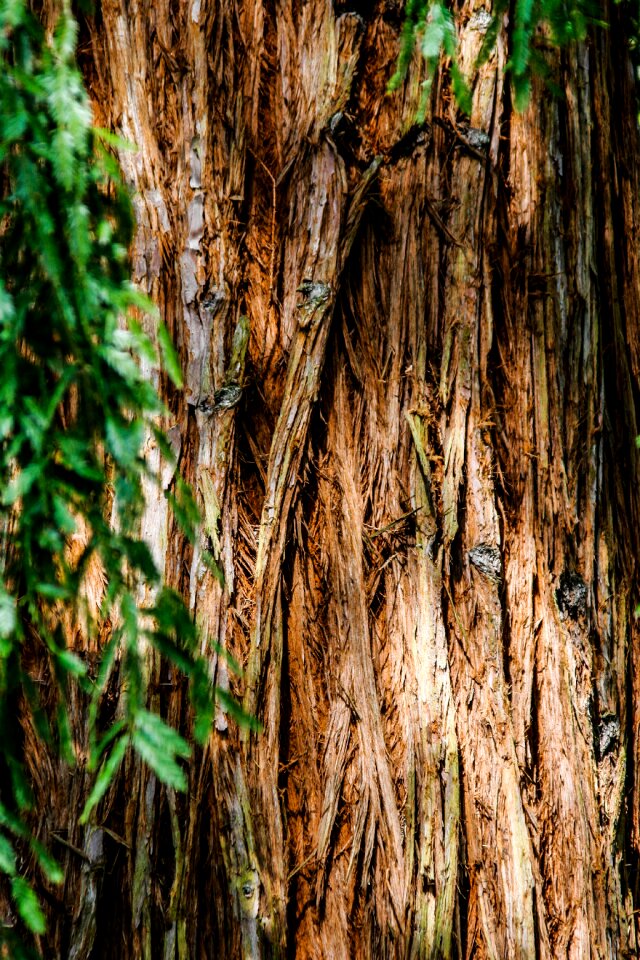 Leaves nature bare