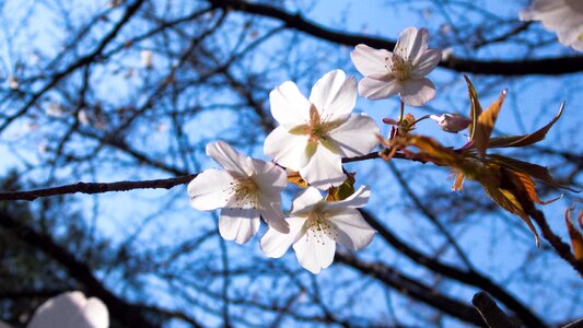 Spring flowers cherry tree spring