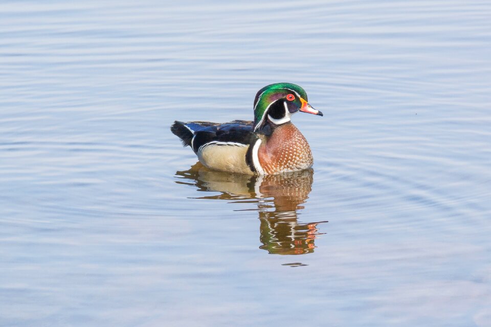 Wild waterfowl plumage