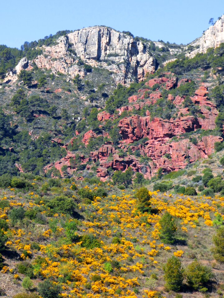 Red sandstone aulaga florida spring