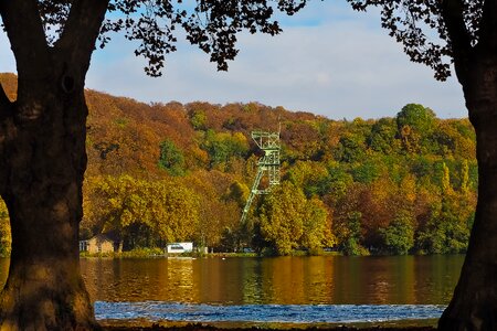 Trees landscape forest