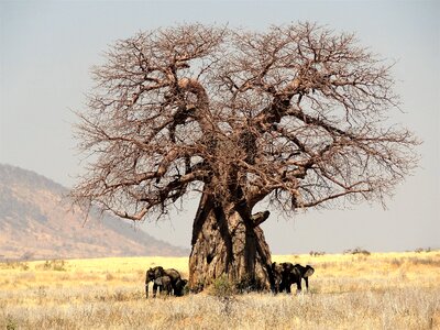 Tanzania nature safari