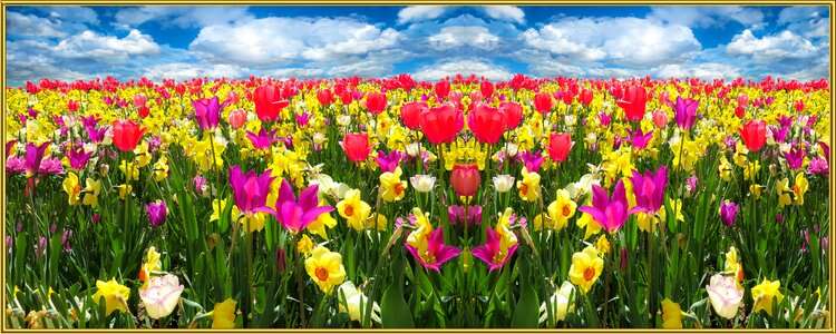 Blossom bloom flower meadow