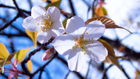 Spring flowers cherry tree spring photo