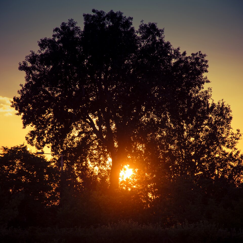 Tree in the evening nature