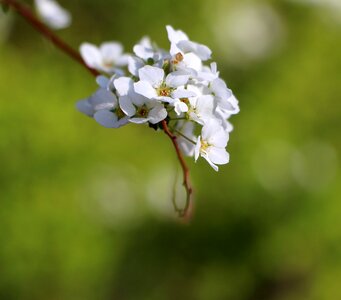 Nature white flower delicate photo