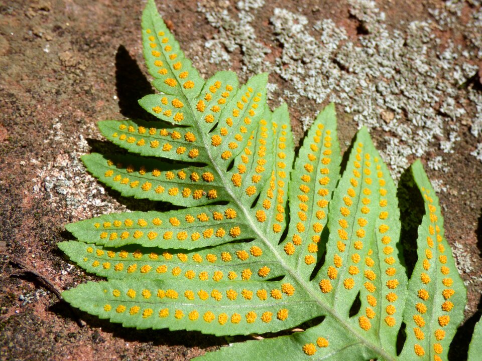 Esporangio falguera detail