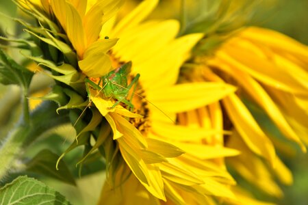 Grille green sunflower