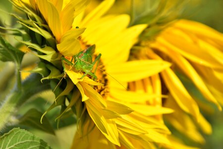 Grille green sunflower photo