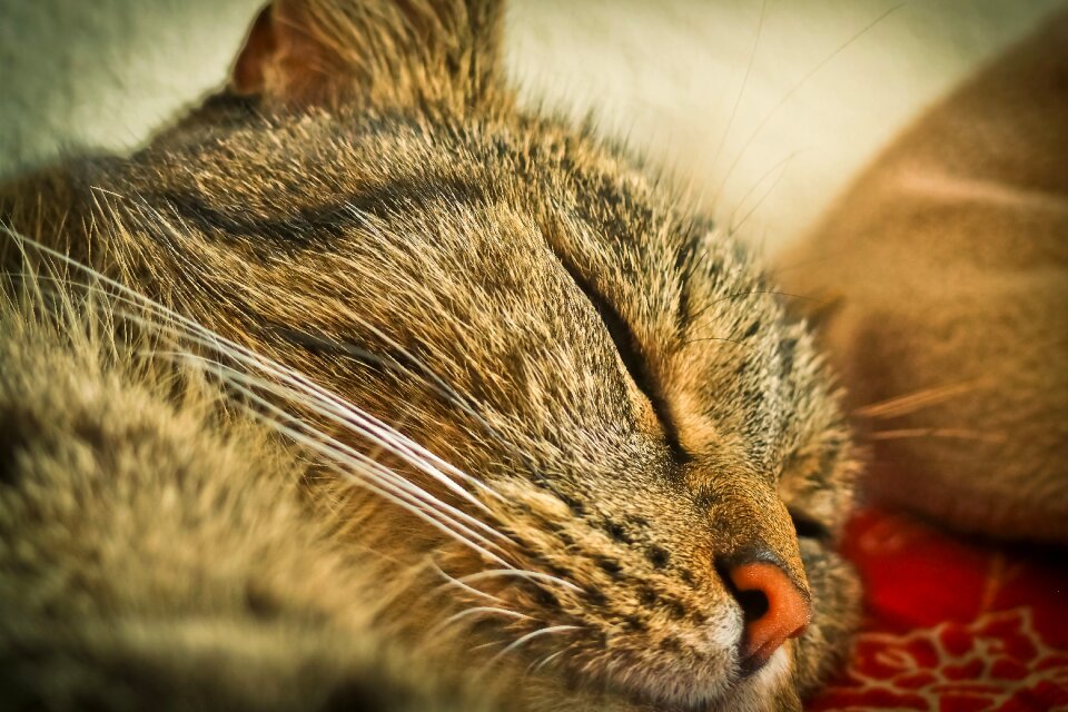 Mieze nature portrait