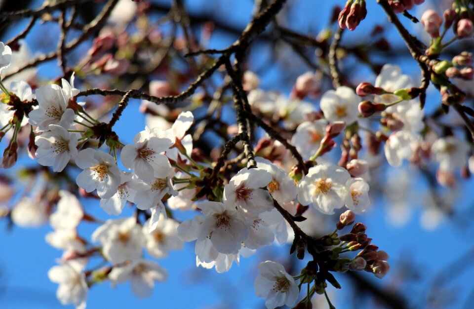 White nature white flower