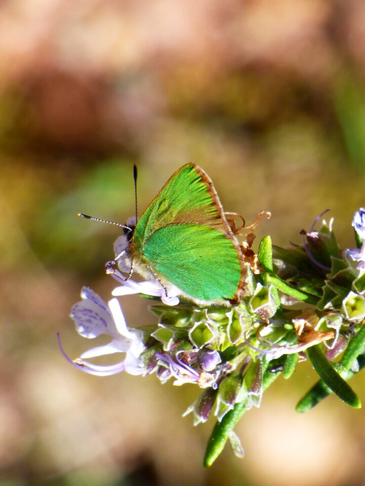 Butterfly green detail beauty
