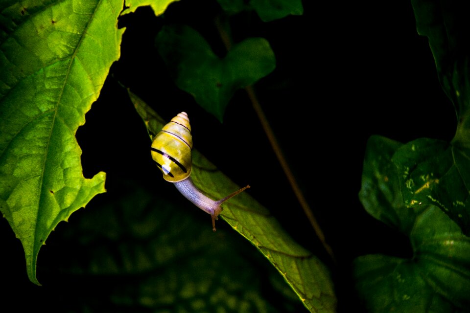 Mollusk nature plant