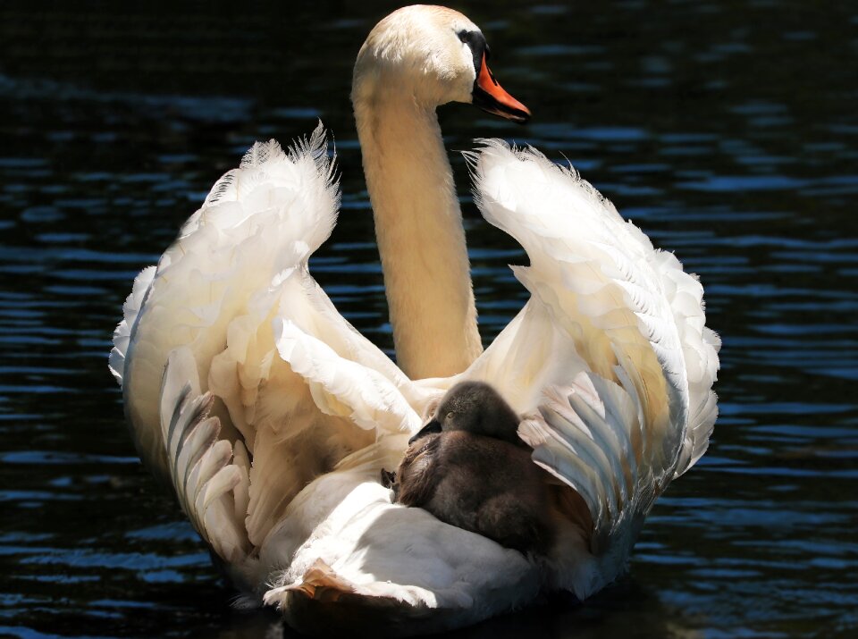 White swan water lake