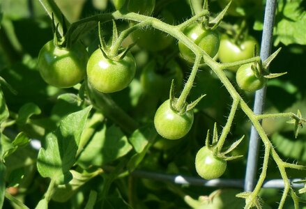 Fruit cherry tomato vine photo