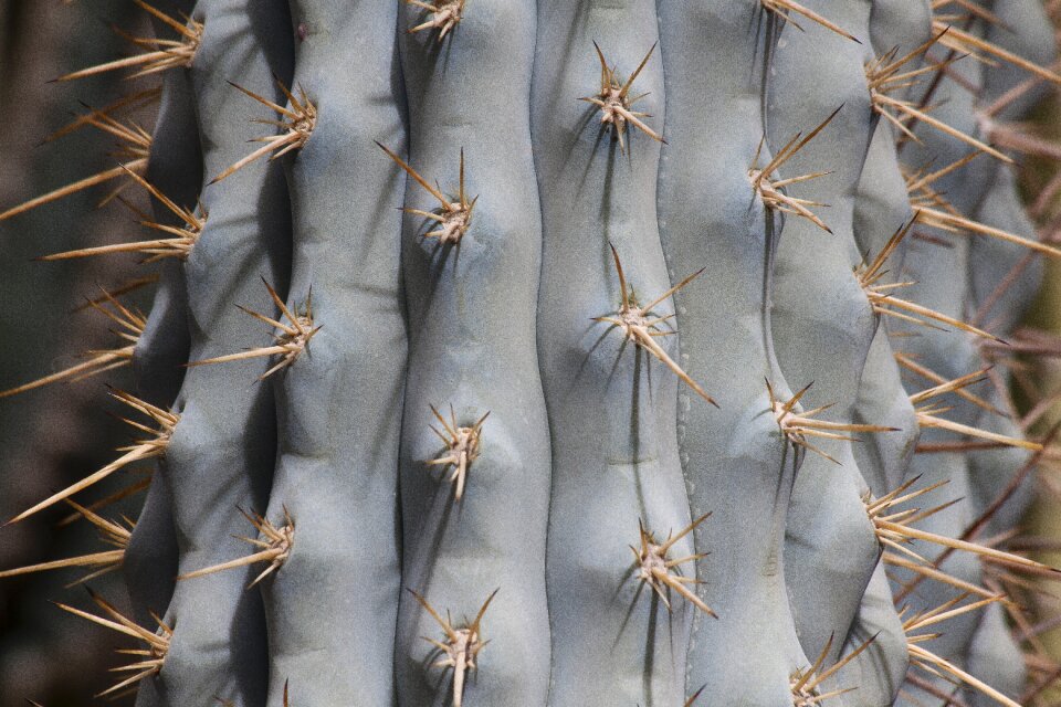 Prickly cactus stem succulent