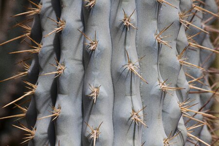 Prickly cactus stem succulent