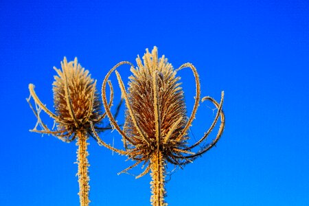Ice prickly pointed