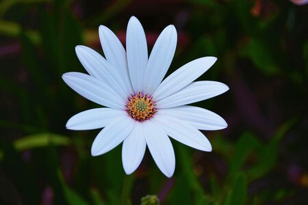 White nature garden photo