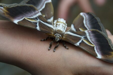 Atlas moth largest butterfly moth